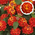 Afbeelding van Lantana P12 Orange flame